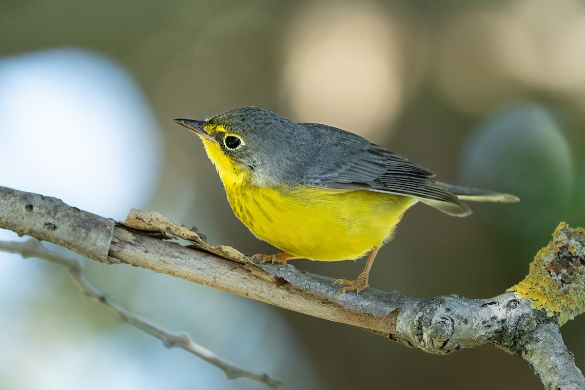 Canada Warbler - ML645757923