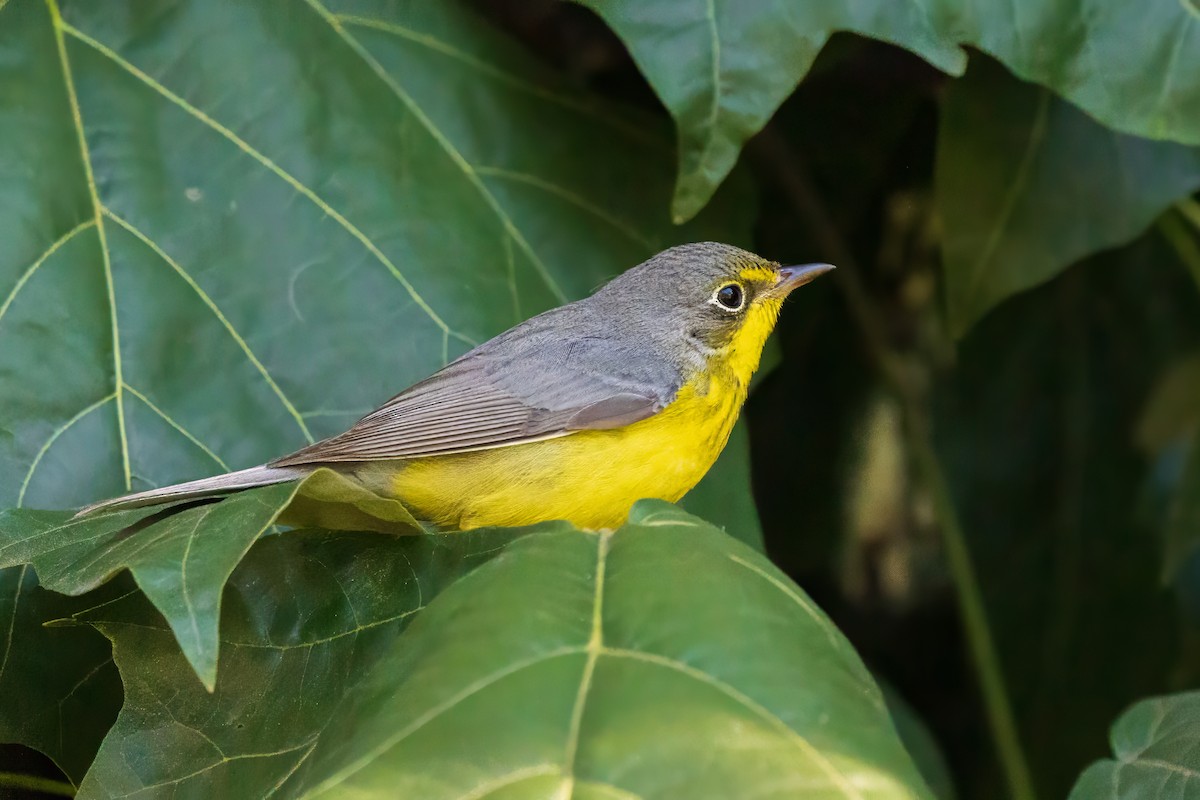 Canada Warbler - ML645757926