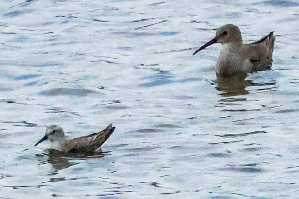 Western Sandpiper - ML645757936