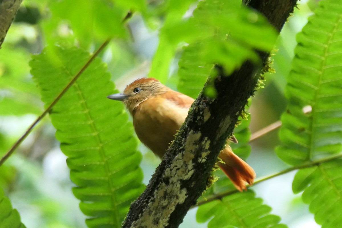 Barred Antshrike - ML645757948