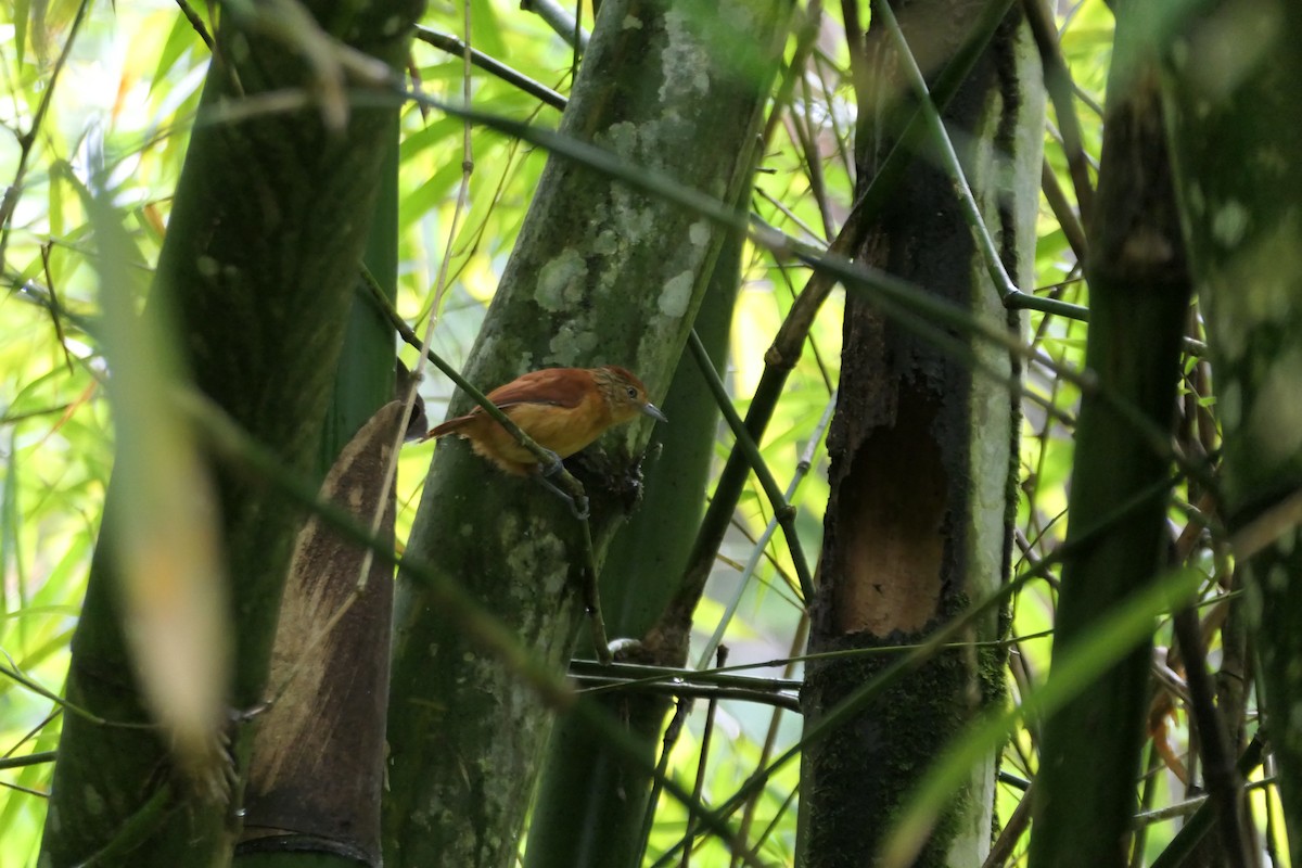 Barred Antshrike - ML645757949