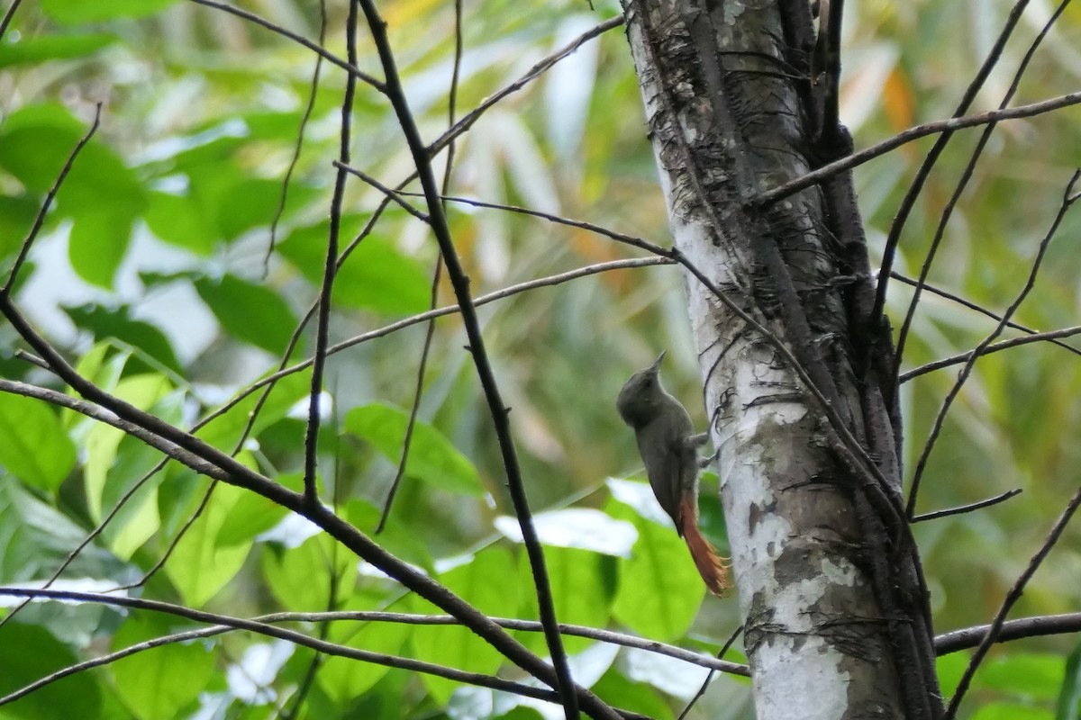 Olivaceous Woodcreeper - ML645757959