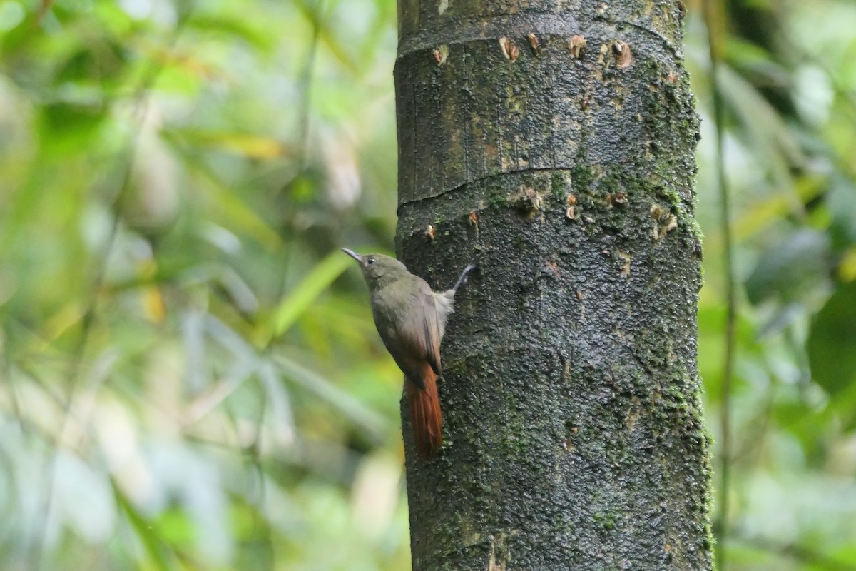 Olivaceous Woodcreeper - ML645757960