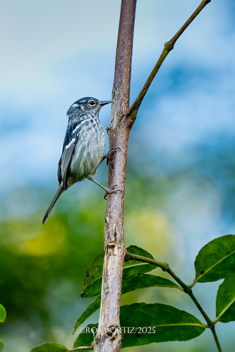 Elfin-woods Warbler - ML645757962