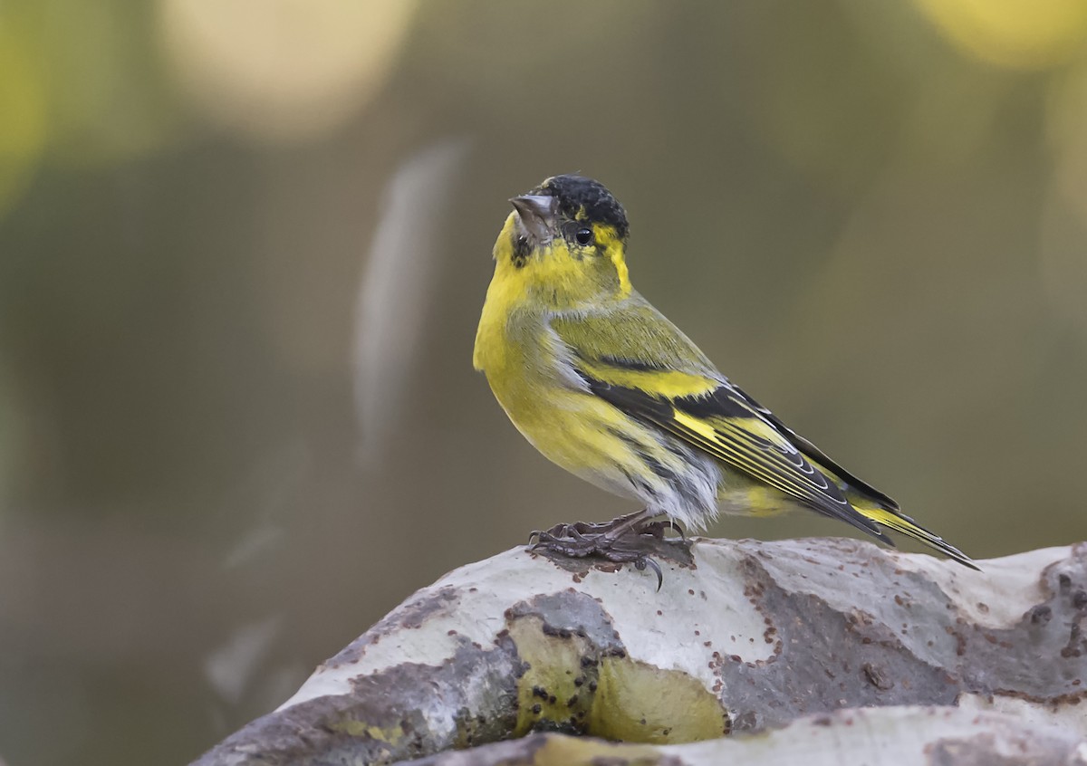 Eurasian Siskin - ML645757980
