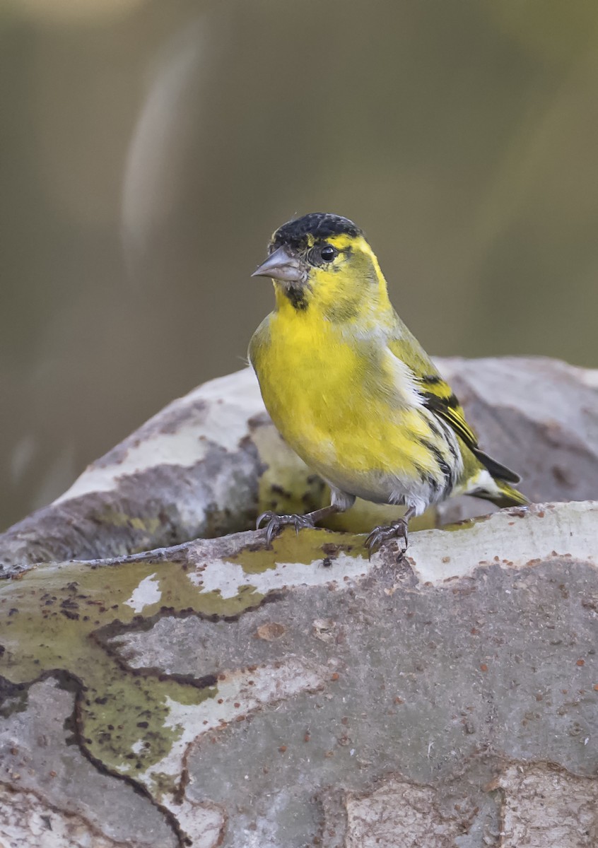 Eurasian Siskin - ML645757981