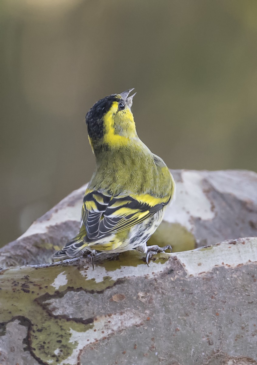 Eurasian Siskin - ML645757982