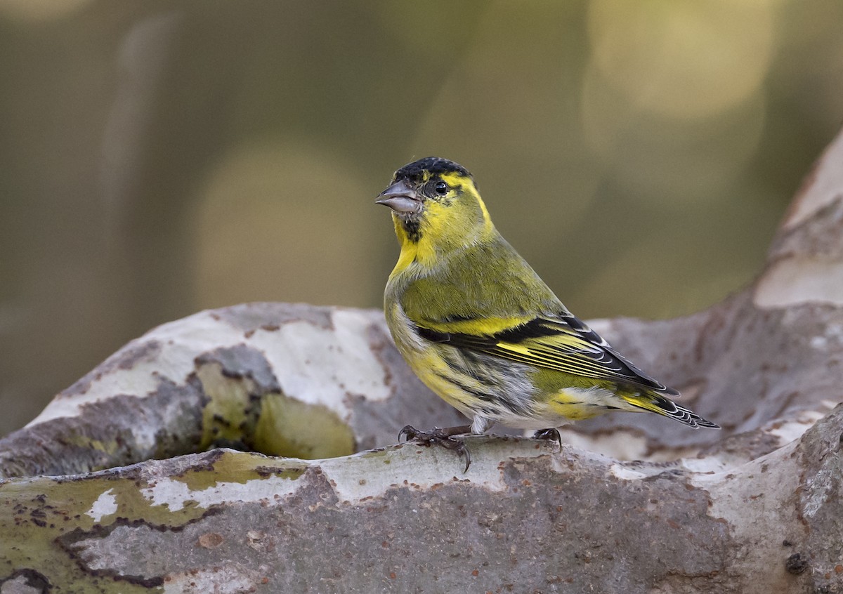 Eurasian Siskin - ML645757983