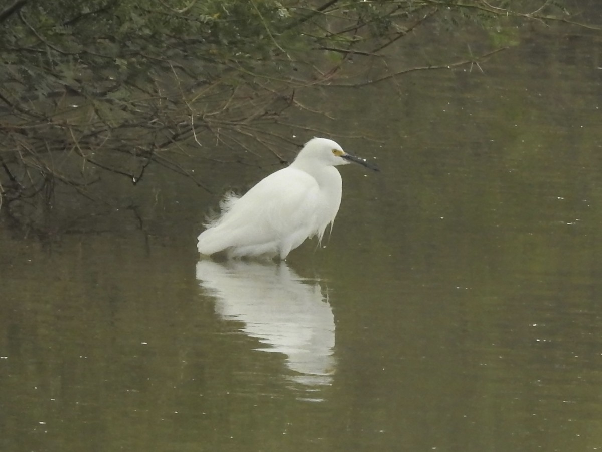 Aigrette neigeuse - ML645757990