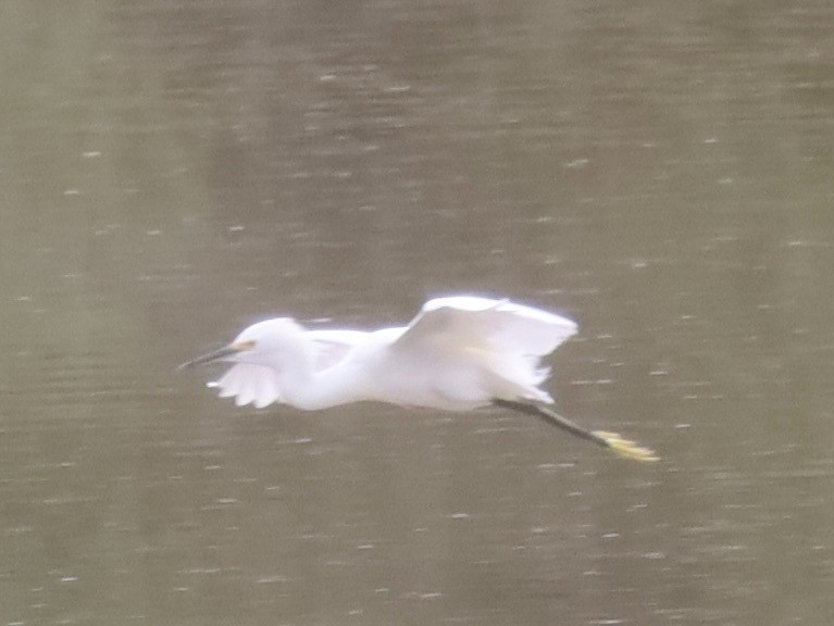Aigrette neigeuse - ML645757991