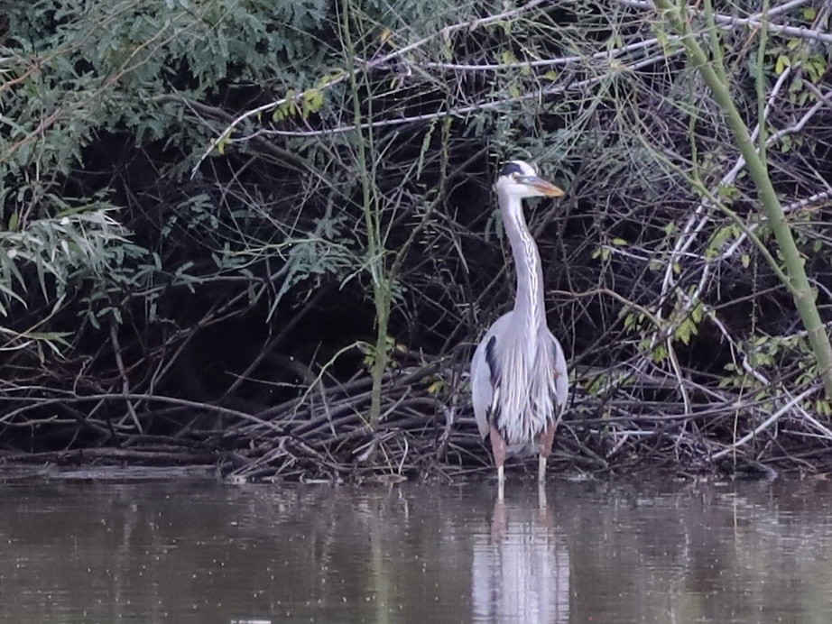 Grand Héron - ML645757998