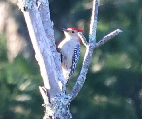 Carpintero de Carolina - ML645758000