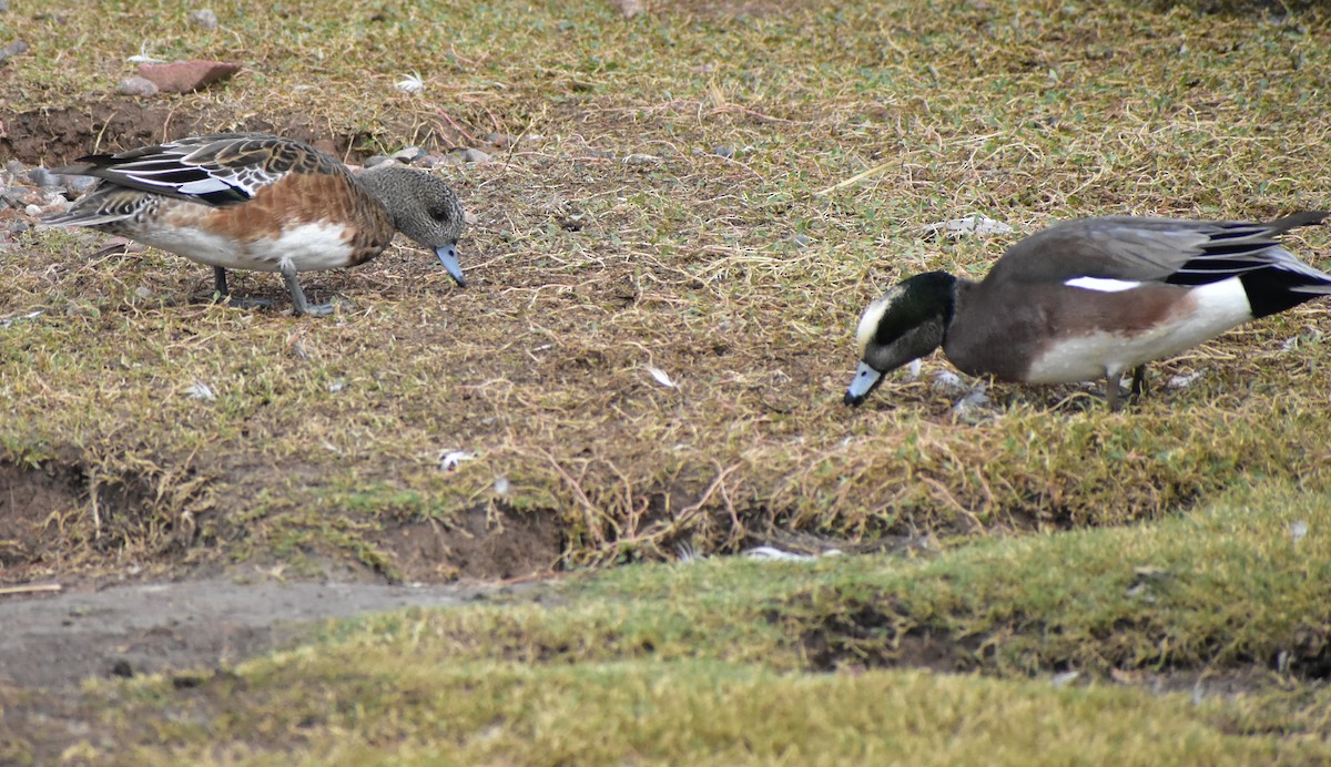 American Wigeon - ML645758019