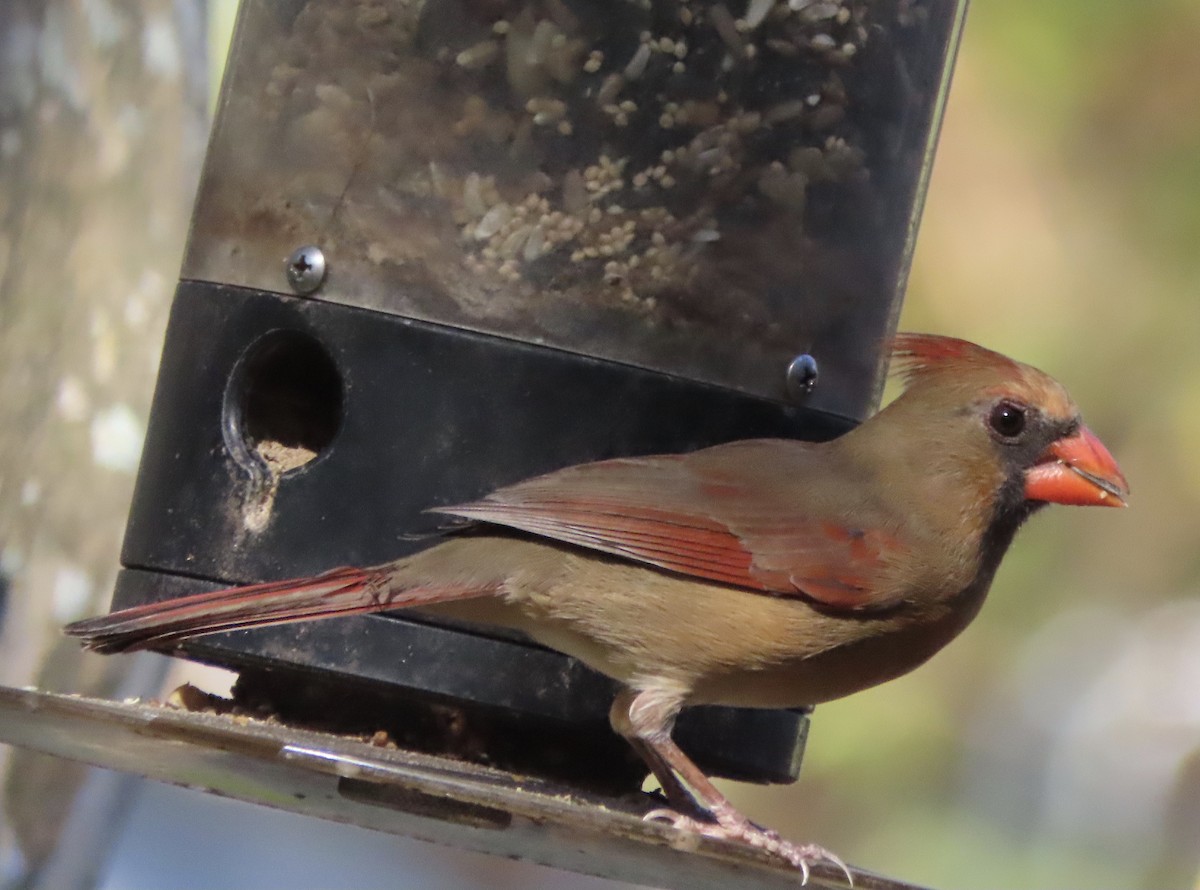 Northern Cardinal - ML645758021