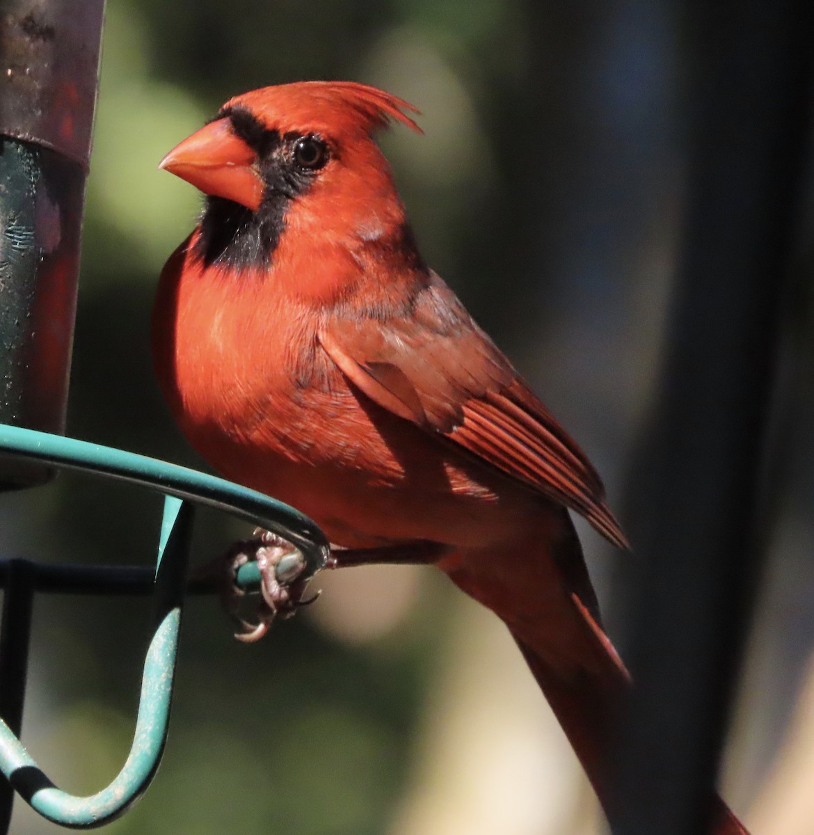Northern Cardinal - ML645758023