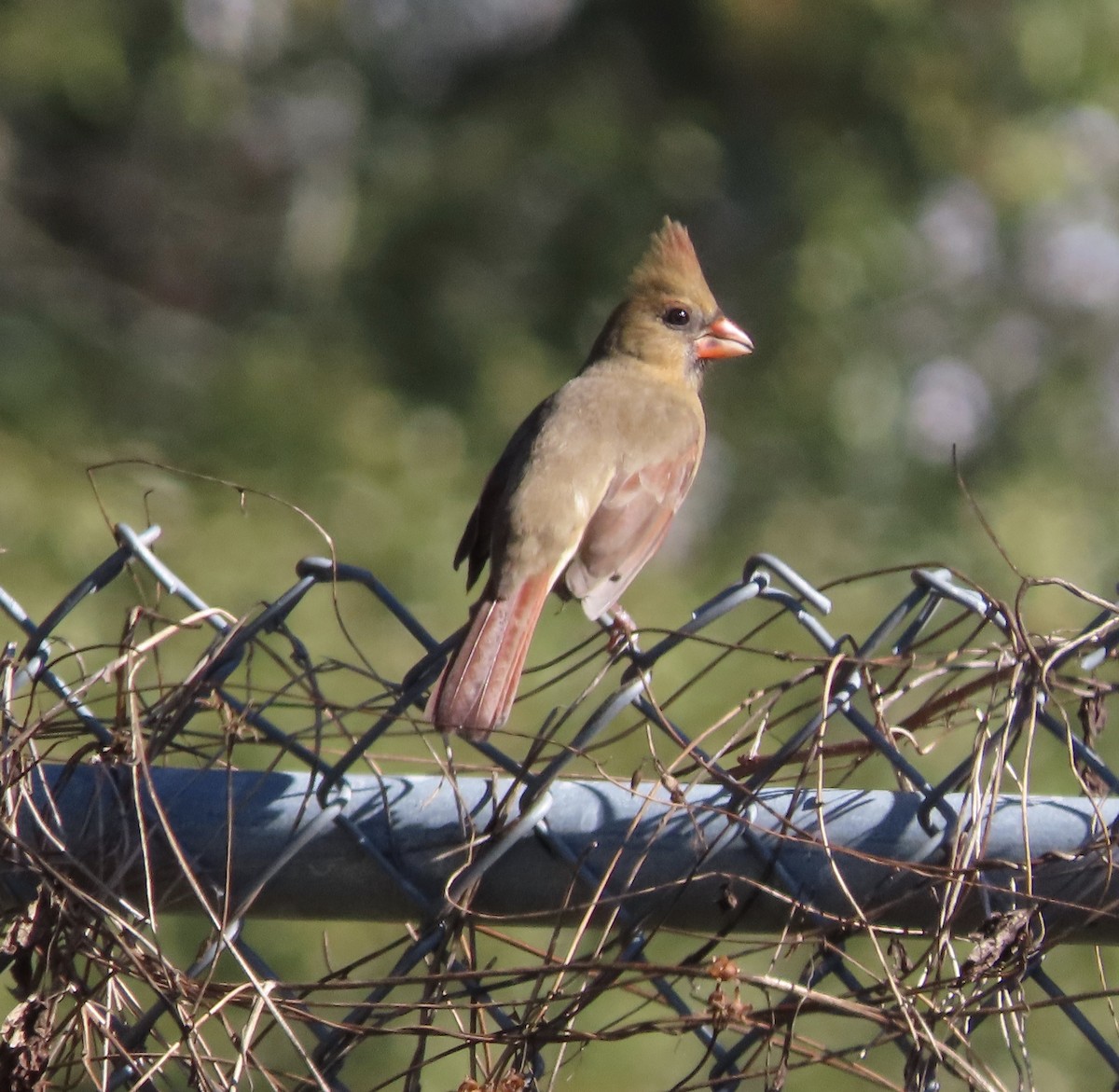 Northern Cardinal - ML645758024