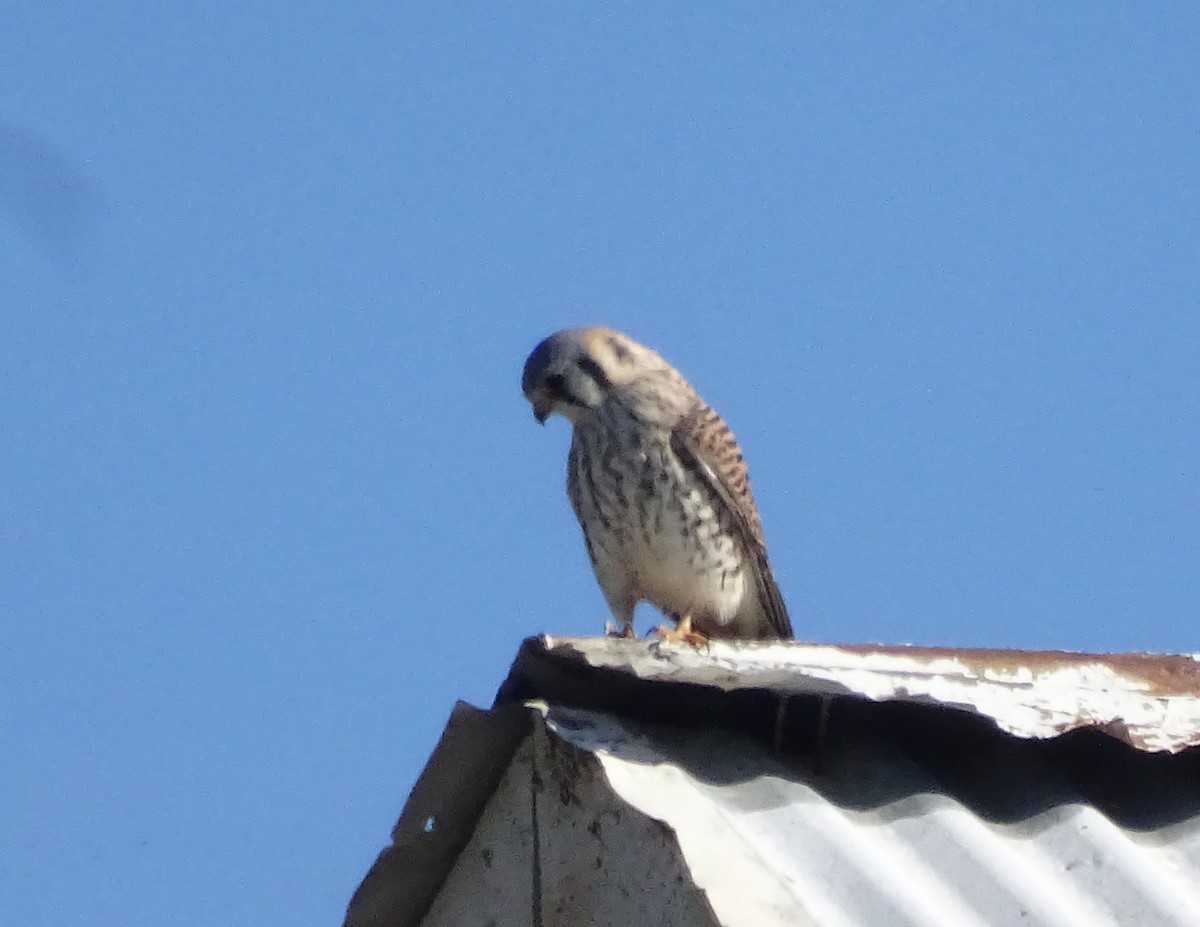 American Kestrel - ML645758034