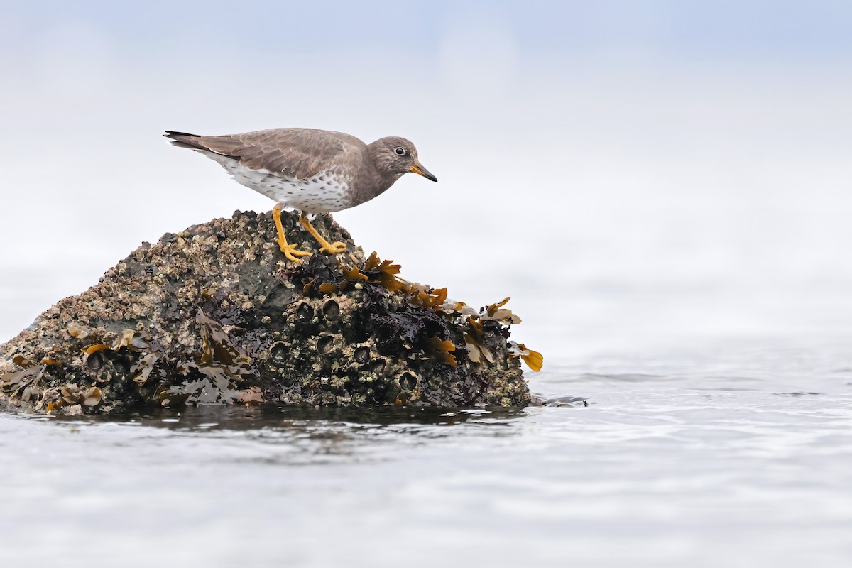 Surfbird - ML645758035