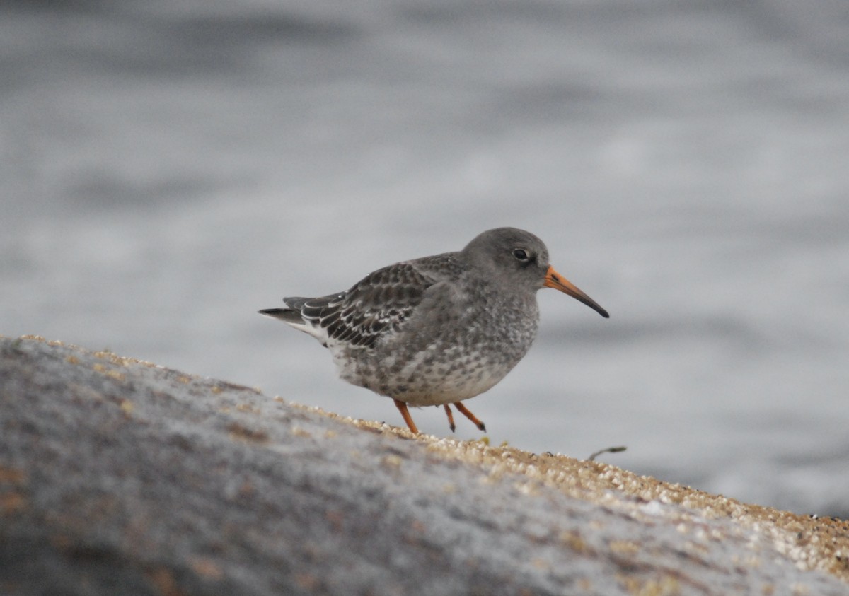 Purple Sandpiper - ML645758036