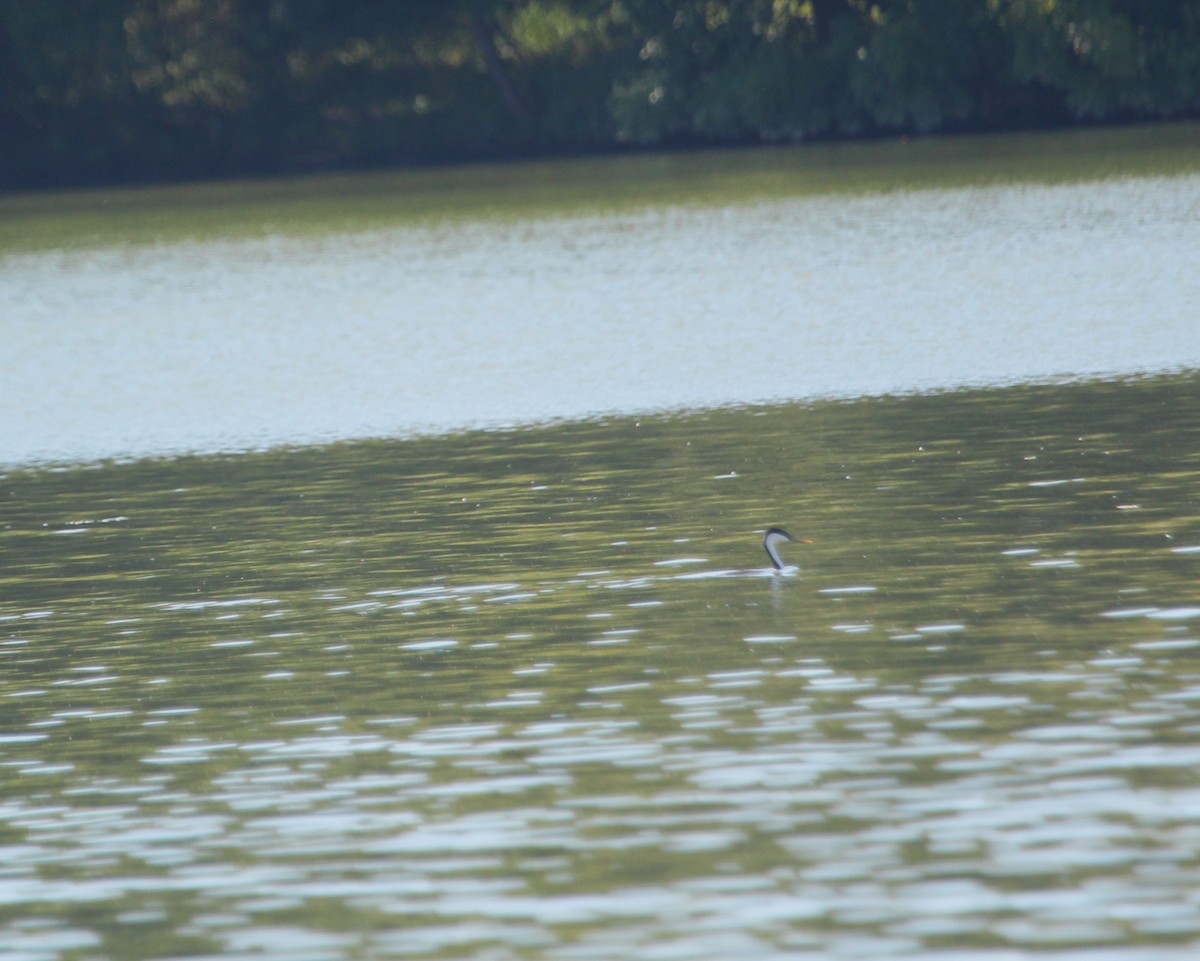 Western Grebe - ML645758037