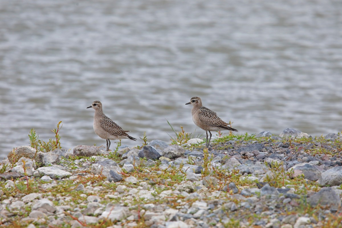 American Golden-Plover - ML645758038