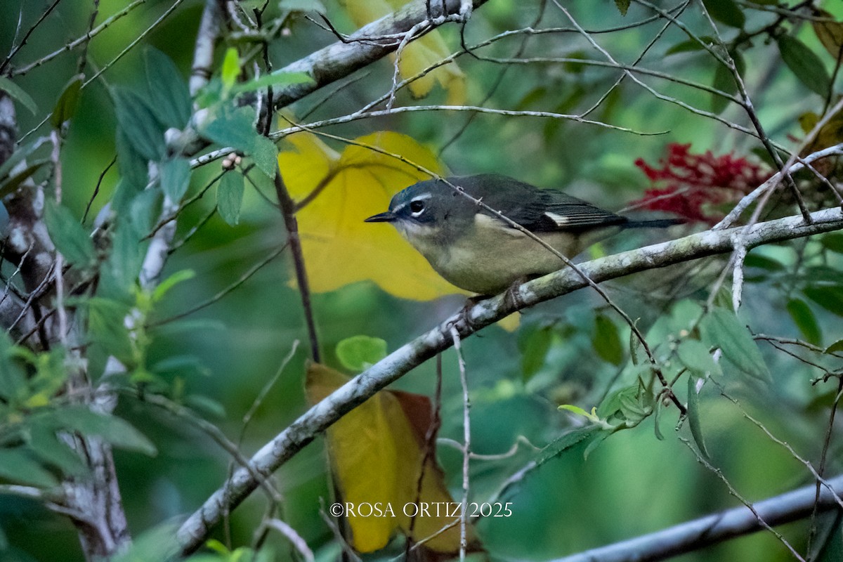 Black-throated Blue Warbler - ML645758039