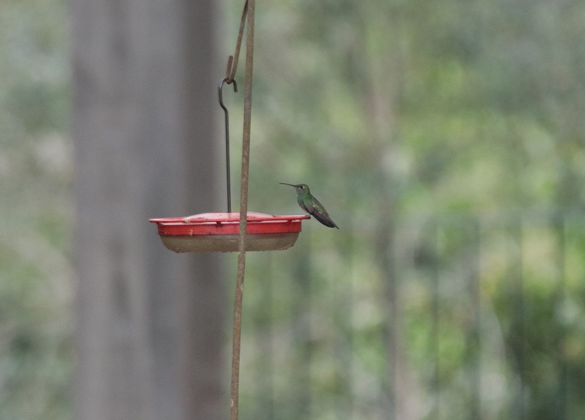 Glittering-throated Emerald - ML645758040