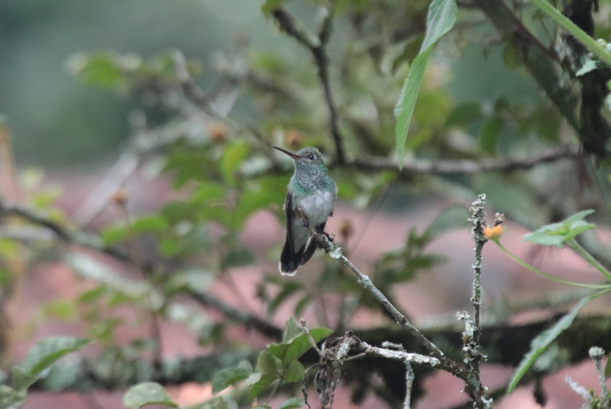 Glittering-throated Emerald - ML645758041