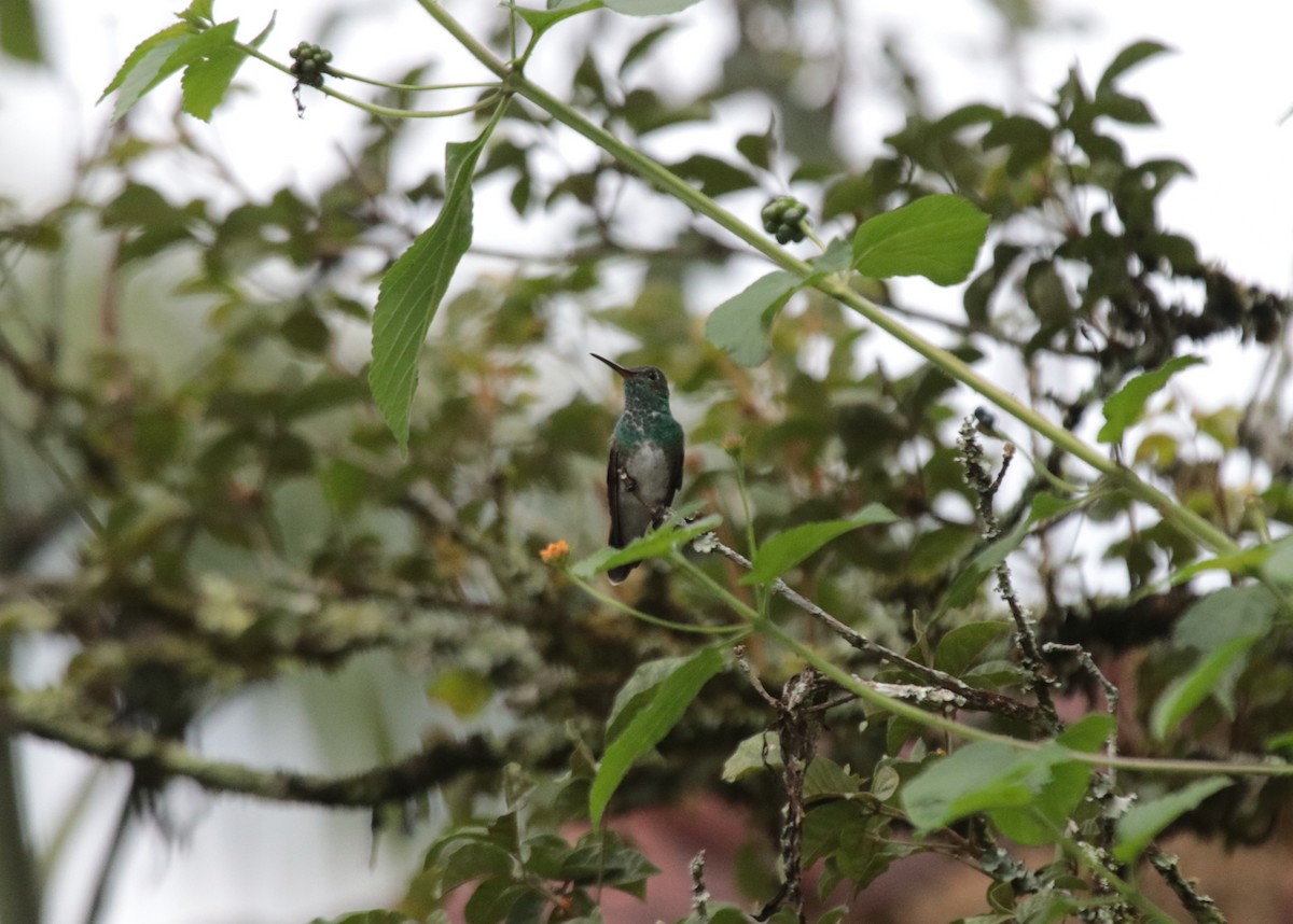 Glittering-throated Emerald - ML645758042