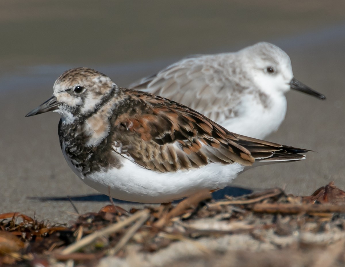 Ruddy Turnstone - ML645758043