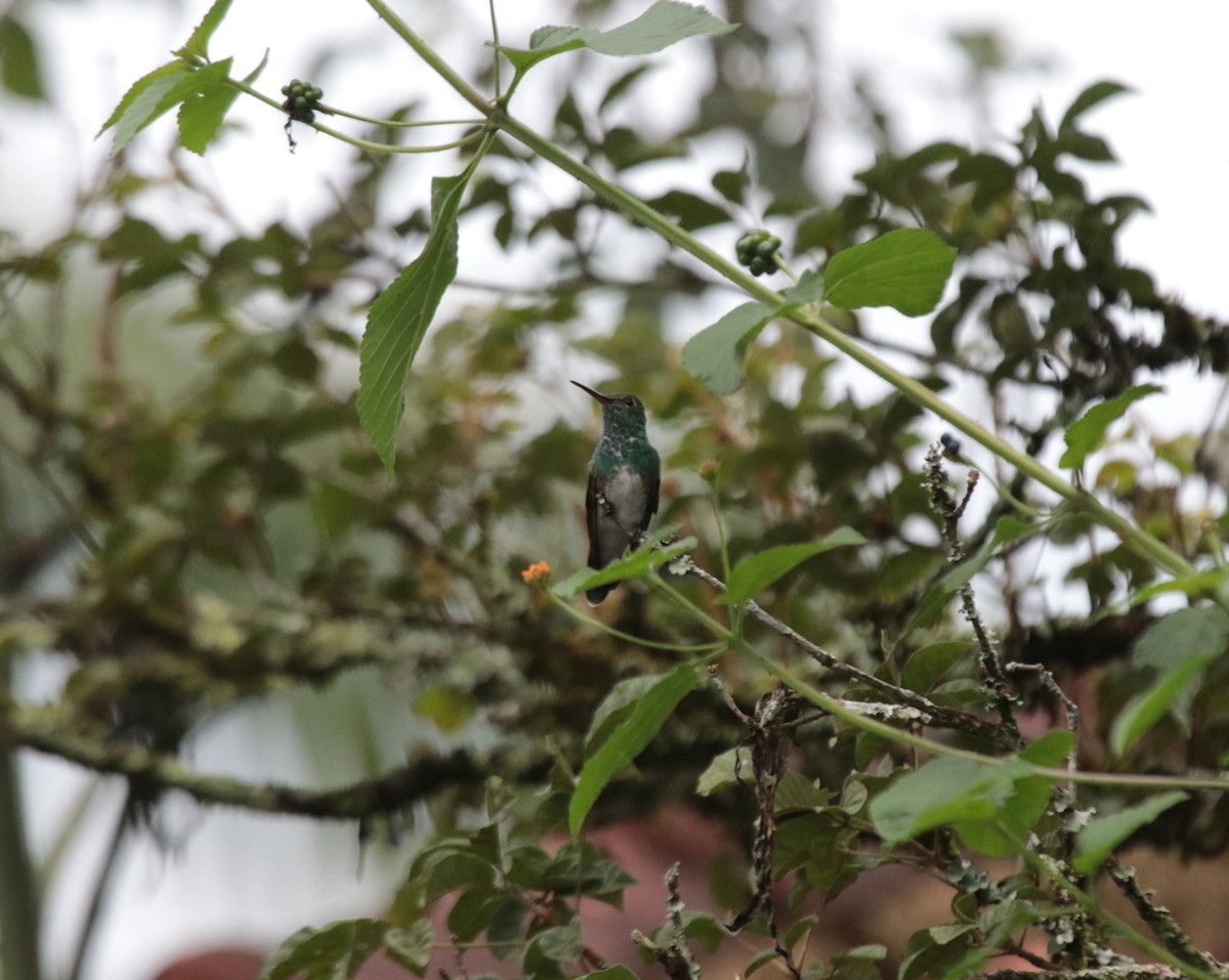 Glittering-throated Emerald - ML645758044