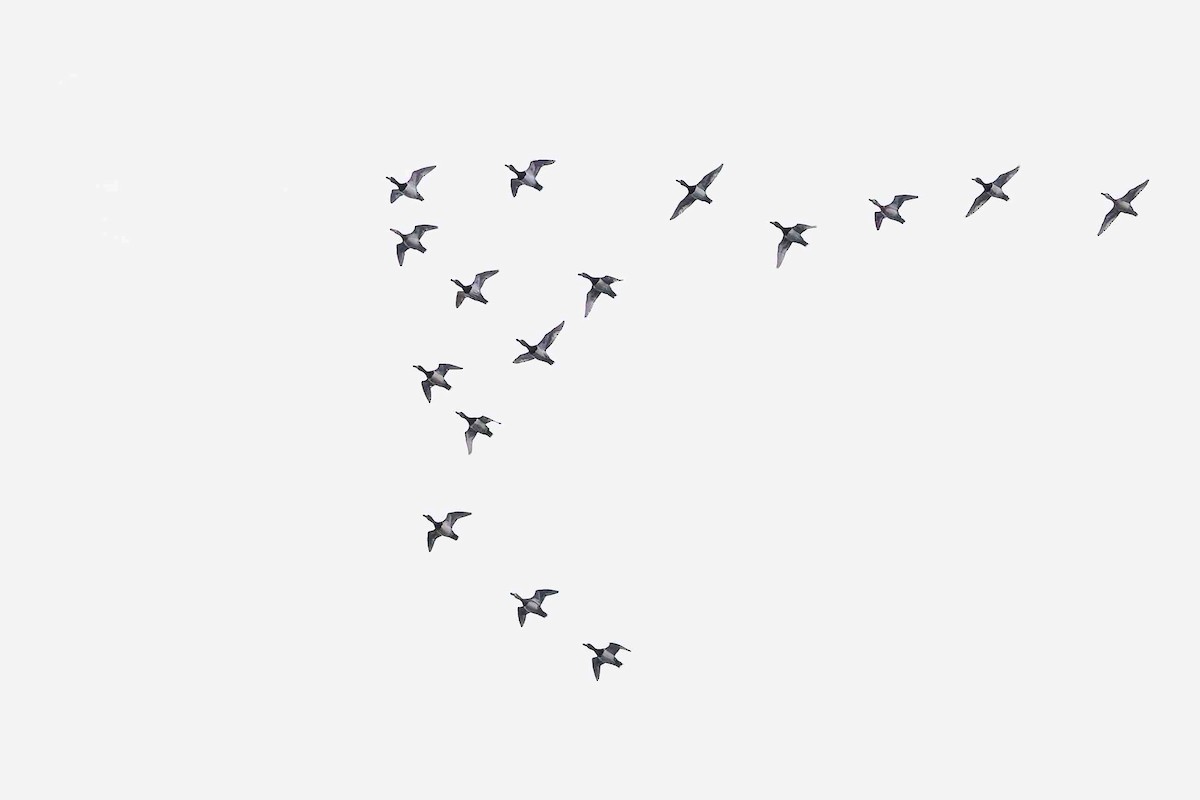 Greater/Lesser Scaup - ML645758045