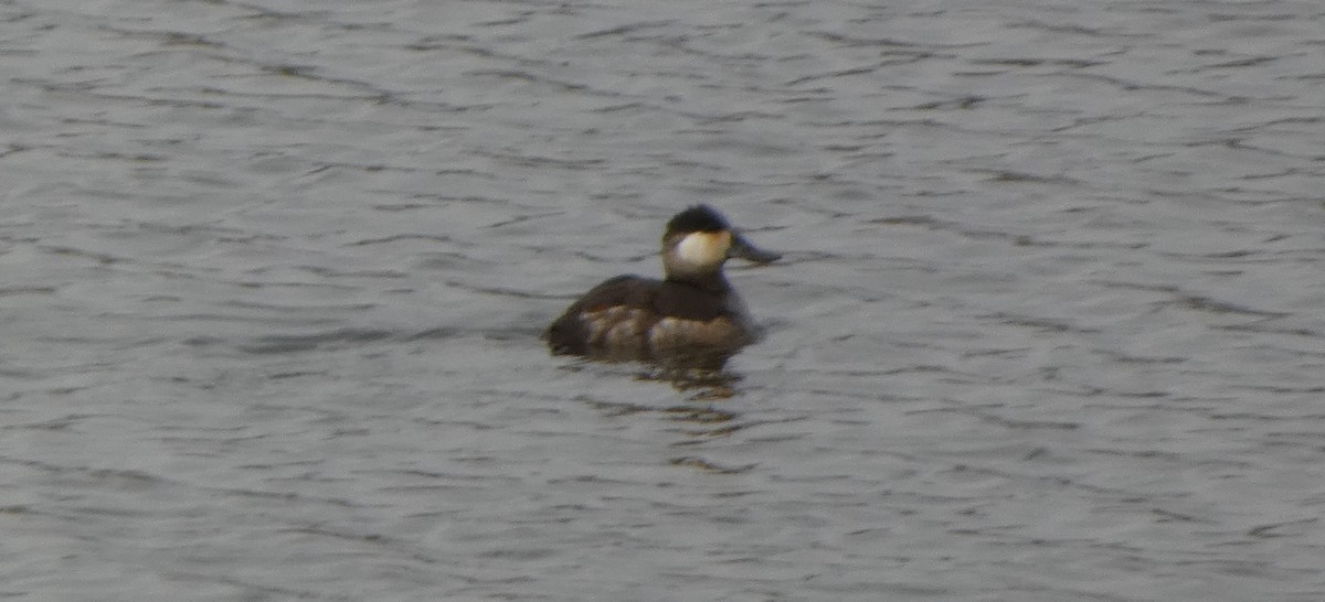 Ruddy Duck - ML645758046