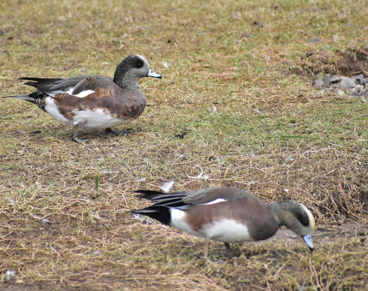 American Wigeon - ML645758047