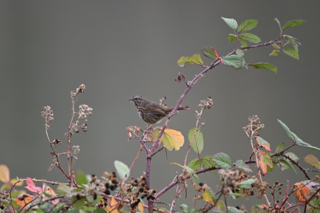 Song Sparrow (montana/merrilli) - ML645758048