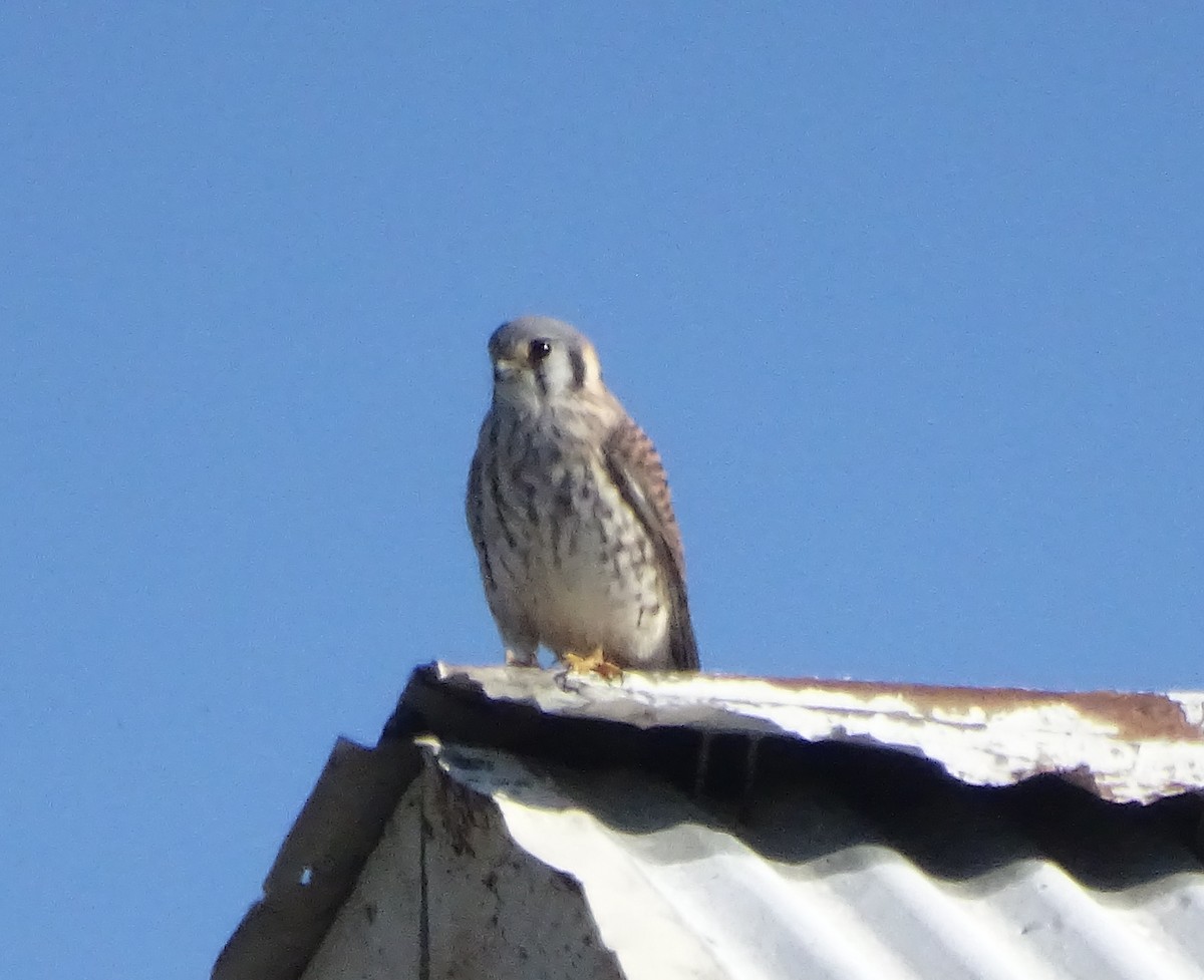 American Kestrel - ML645758063
