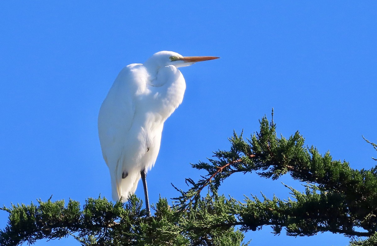 Great Egret - ML645758064