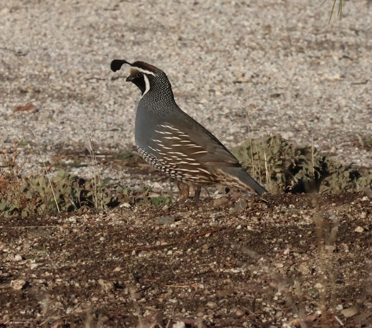 California Quail - ML645758065