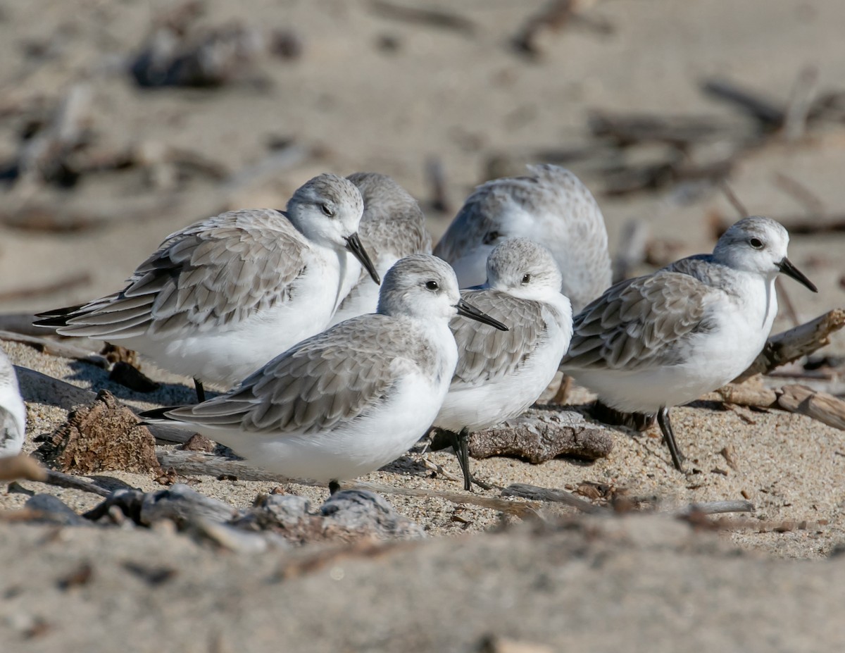 Sanderling - ML645758066
