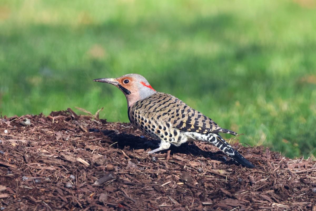 Northern Flicker - ML645758067