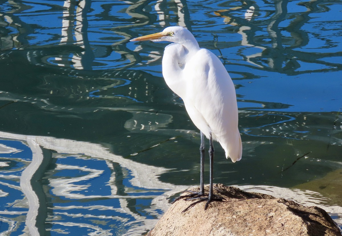 Great Egret - ML645758069