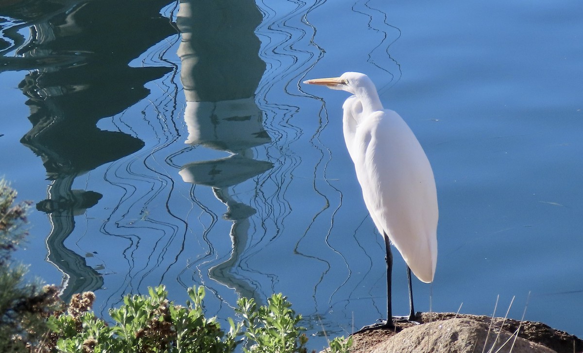 Great Egret - ML645758070
