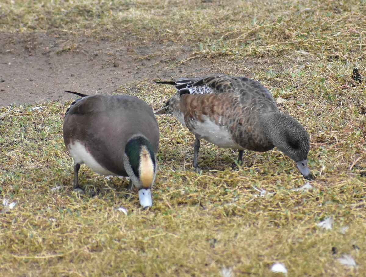 American Wigeon - ML645758071