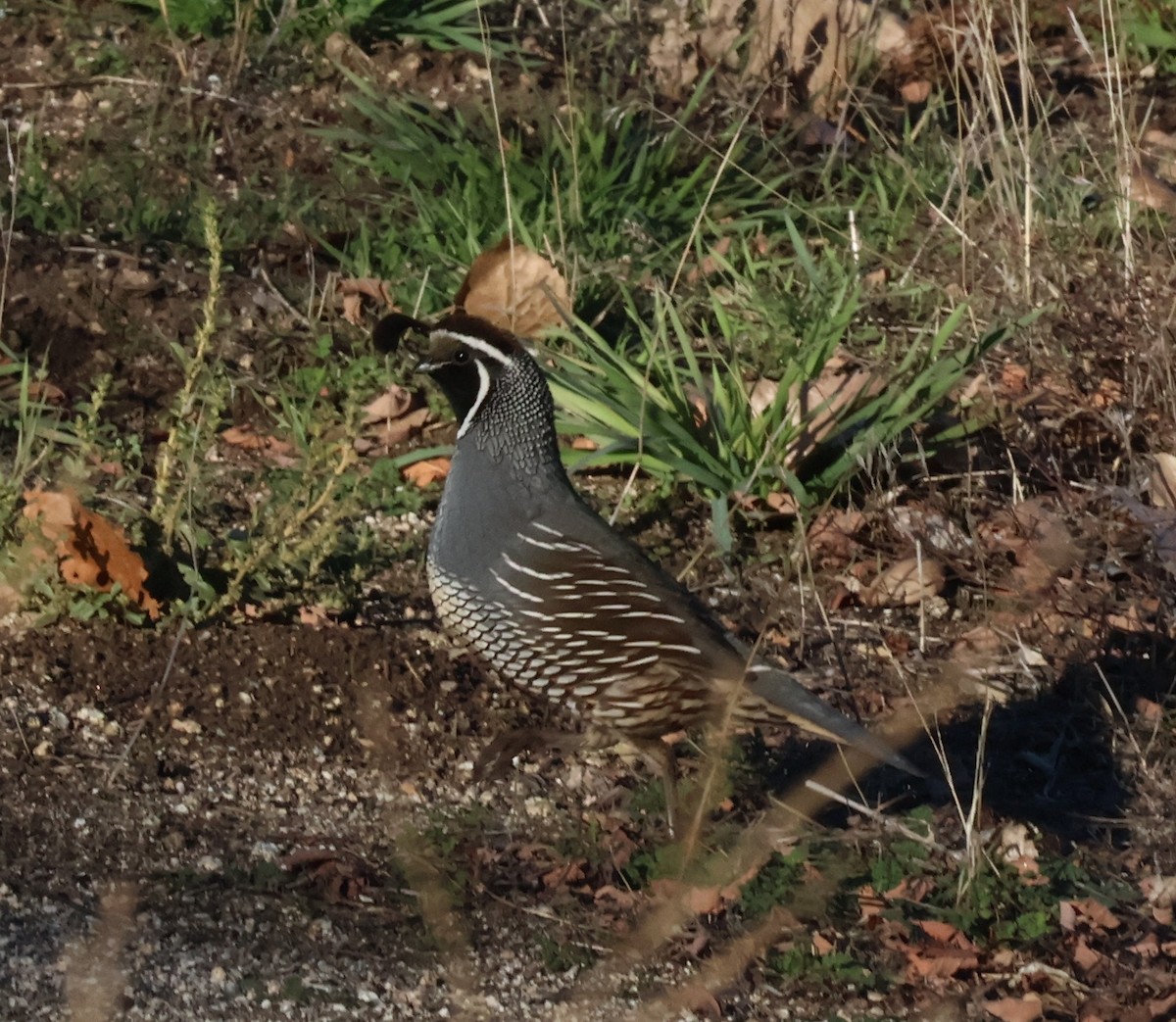 California Quail - ML645758072