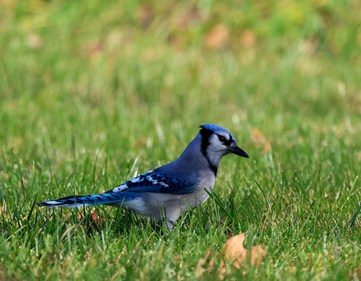 Blue Jay - ML645758073