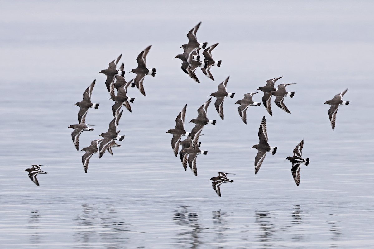 jespák příbojový - ML645758075