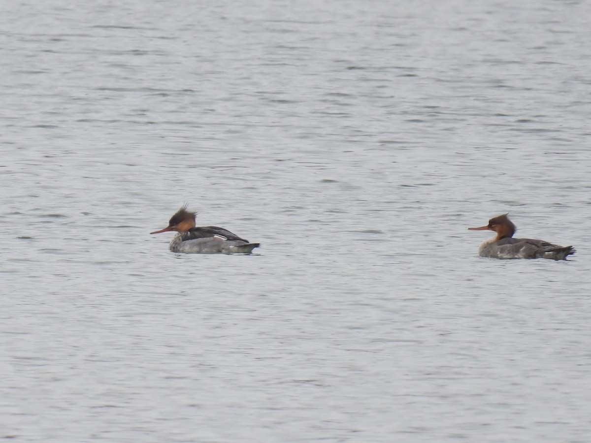 Red-breasted Merganser - ML645758076