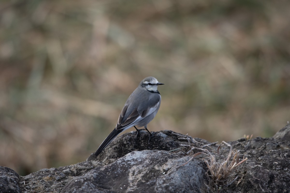 White Wagtail - ML645758077