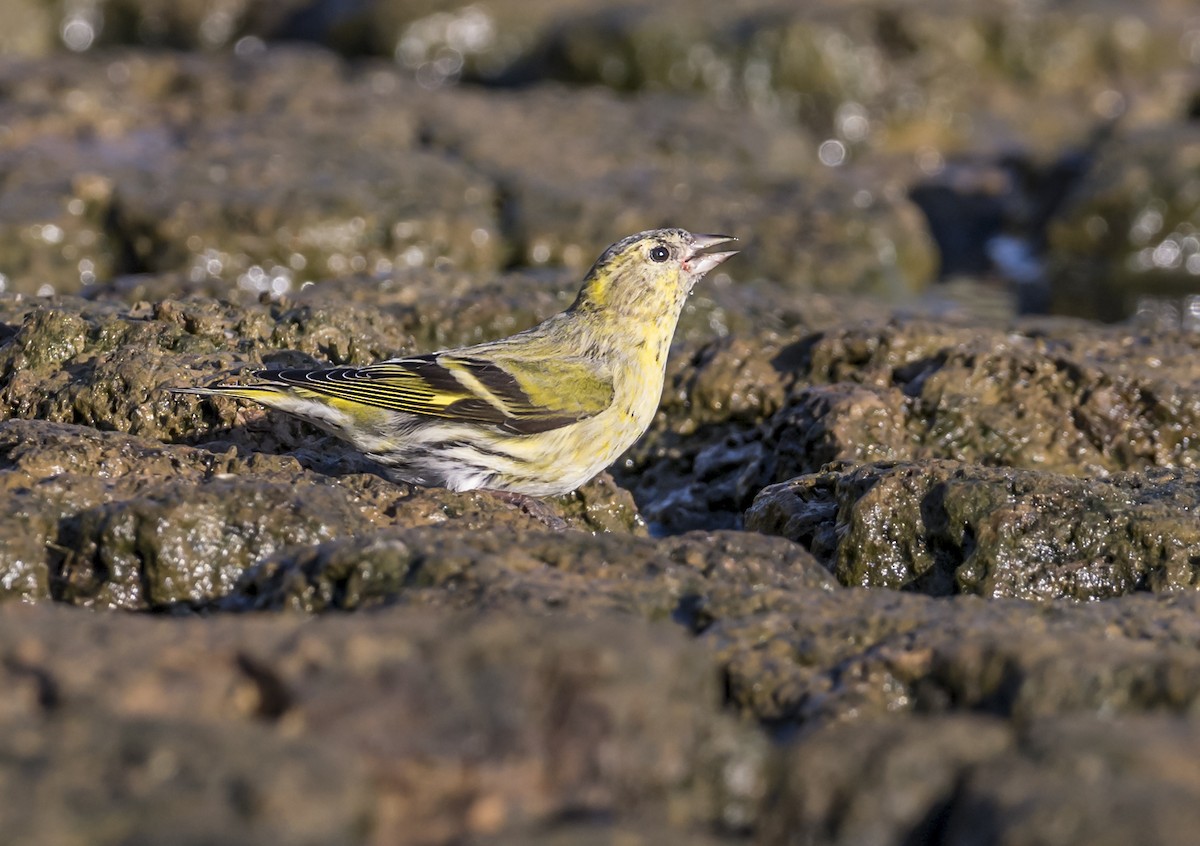 Eurasian Siskin - ML645758079