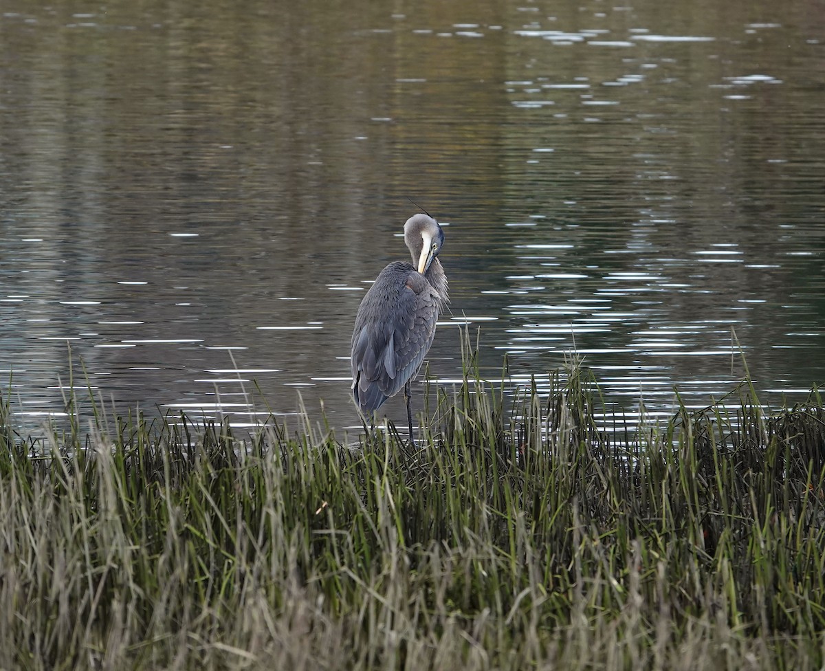 Great Blue Heron - ML645758087
